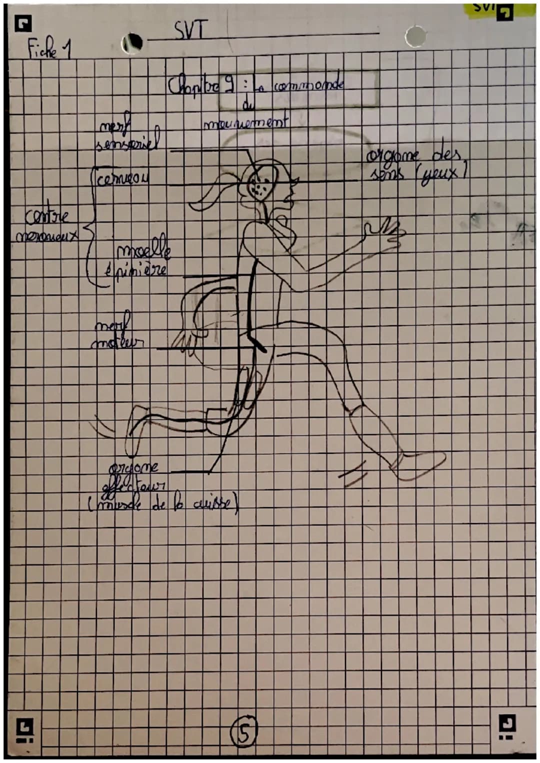 récepteurs
Orgomer
sensoriels
science
et nie de la
terse
Careilles = 7 auditif
усих =) гузмери
(my =>
=7 alfactif
L> STIMULUS
contraction me