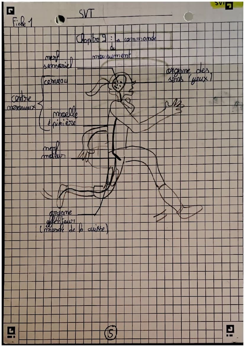 récepteurs
Orgomer
sensoriels
science
et nie de la
terse
Careilles = 7 auditif
усих =) гузмери
(my =>
=7 alfactif
L> STIMULUS
contraction me