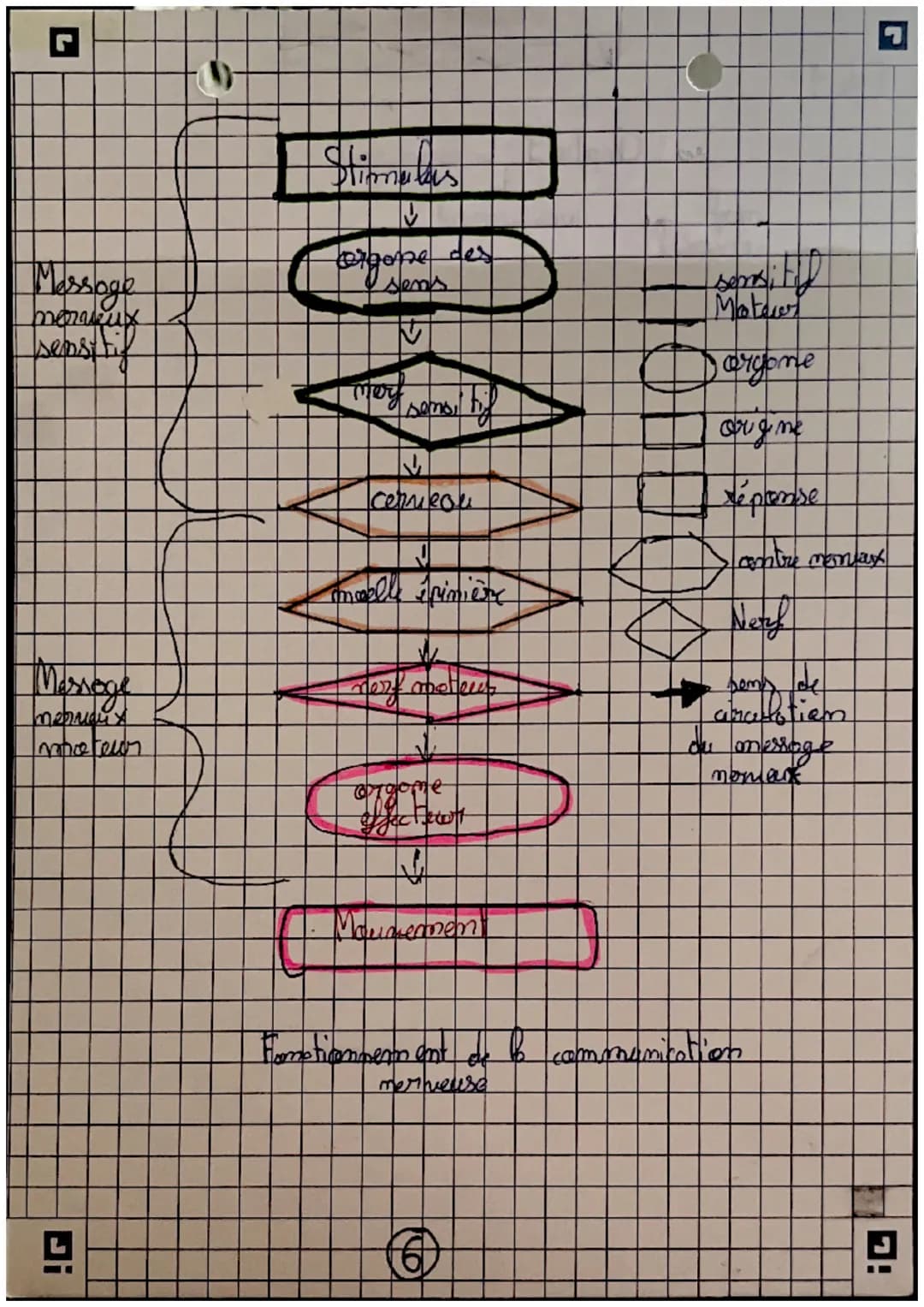 récepteurs
Orgomer
sensoriels
science
et nie de la
terse
Careilles = 7 auditif
усих =) гузмери
(my =>
=7 alfactif
L> STIMULUS
contraction me