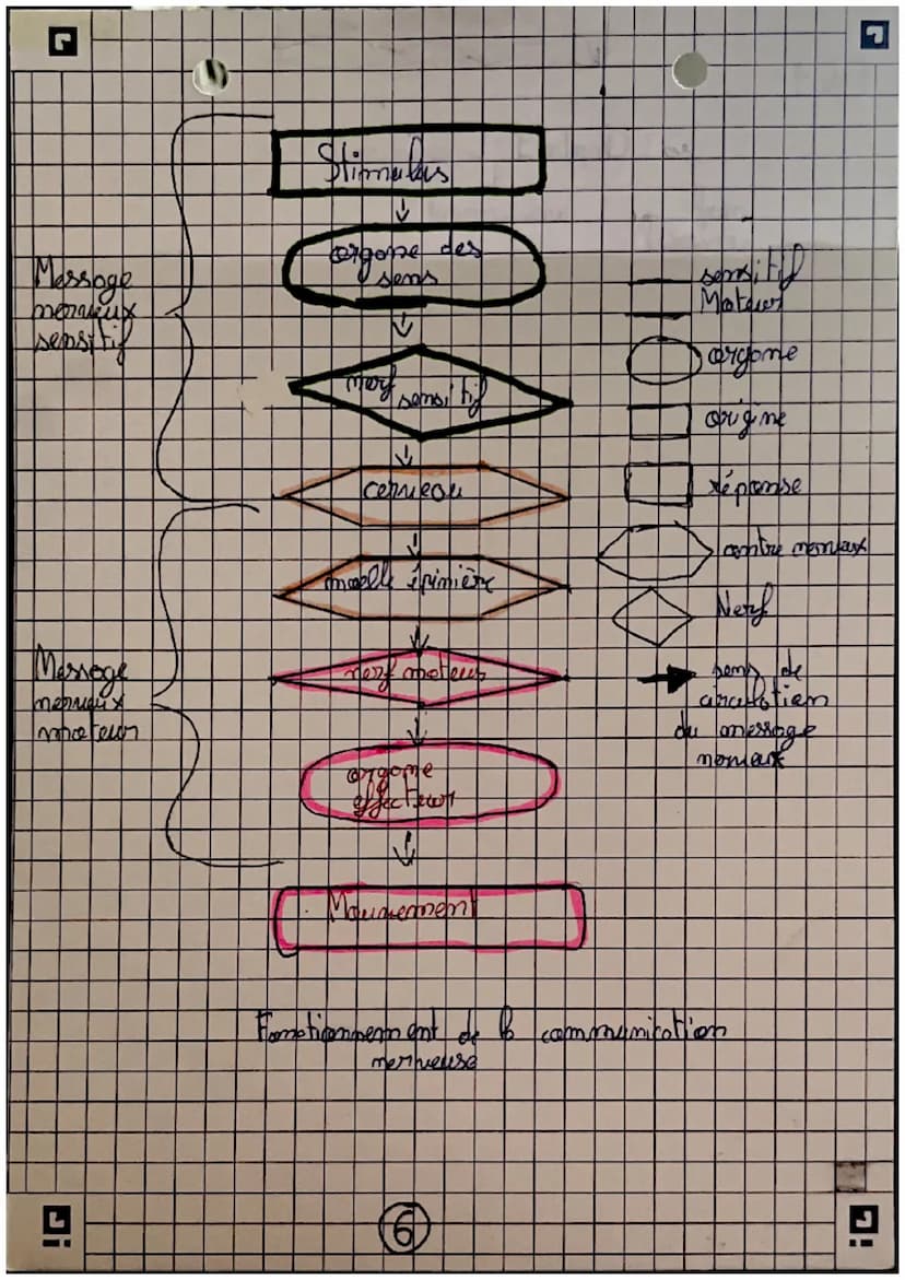 récepteurs
Orgomer
sensoriels
science
et nie de la
terse
Careilles = 7 auditif
усих =) гузмери
(my =>
=7 alfactif
L> STIMULUS
contraction me