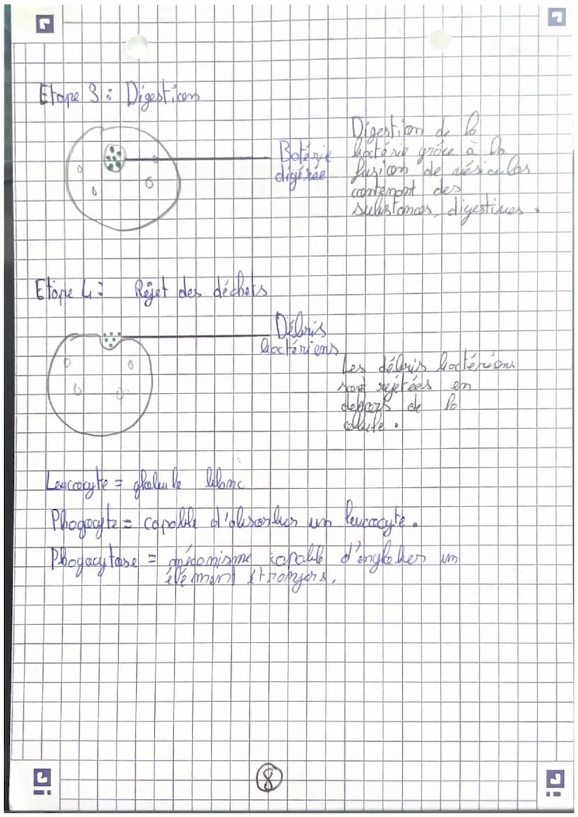 récepteurs
Orgomer
sensoriels
science
et nie de la
terse
Careilles = 7 auditif
усих =) гузмери
(my =>
=7 alfactif
L> STIMULUS
contraction me