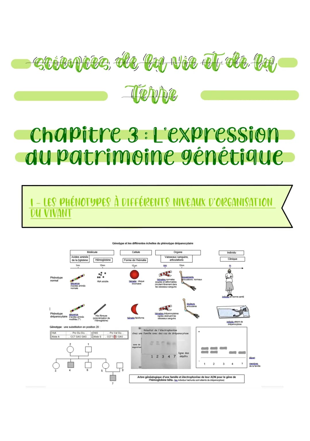 sciences, de la vie et de la
terre
Chapitre 3 : L'expression
du patrimoine génétique
1- LES PHÉNOTYPES À DIFFÉRENTS NIVEAUX D'ORGANISATION
D