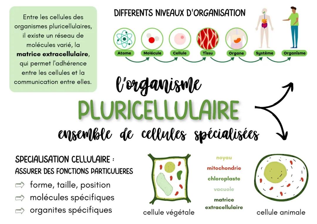 L'organisme pluricellulaire - SVT