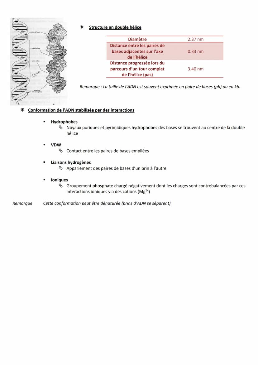 INTRODUCTION
Matériel génétique ou génome
DEFINITION
Remarque c'est l'ADN qui encode l'information nécessaire à l'assemblage des protéines
I
