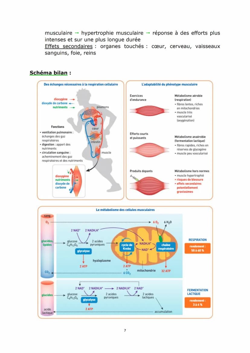 Chap2 : L'origine de l'ATP nécessaire aux activités
cellulaires
Doc 1 p.408:
Sans ATP, la fibre musculaire reste décontractée. Avec ATP, ell