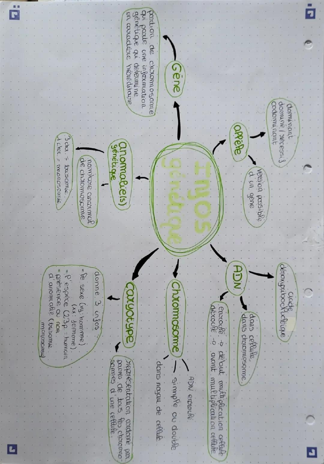 # dominant
domine/recessis
codominant
Clade
(désaxypribor Pucleique
version possible
d on, gene
1
dans cellule,
dans chromosome
appele
ADN
e