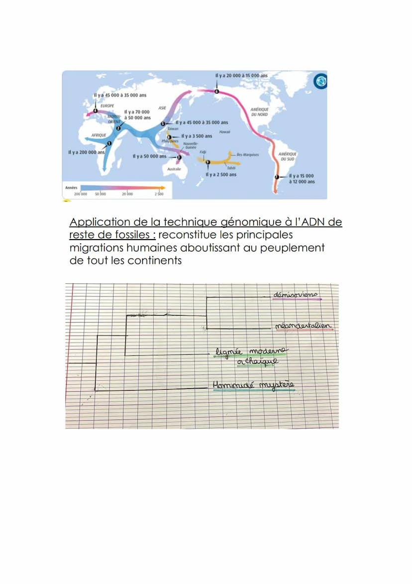 Chapitre 3: L'histoire humaine lu dans son génome
Rappel : 3 pycléofïdes a la suite = acide animée
Remarque AGG = une paire de base
TCC
ADN 
