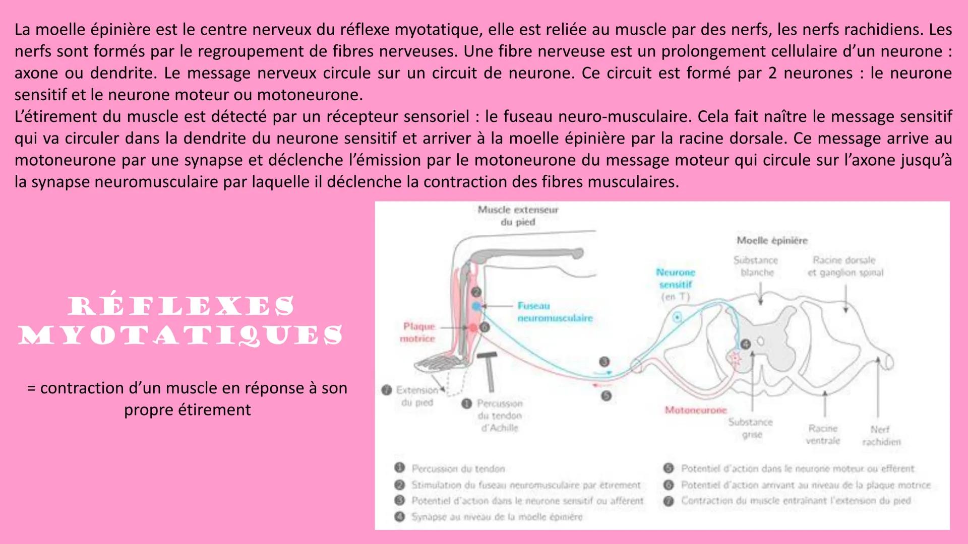 La moelle épinière est le centre nerveux du réflexe myotatique, elle est reliée au muscle par des nerfs, les nerfs rachidiens. Les
nerfs son