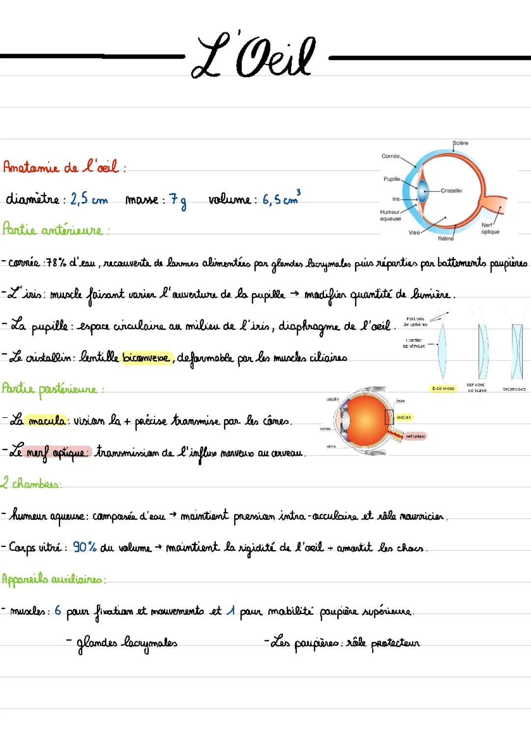 Anatomie de l'œil avec Schémas, Malformations et Troubles de la Réfraction