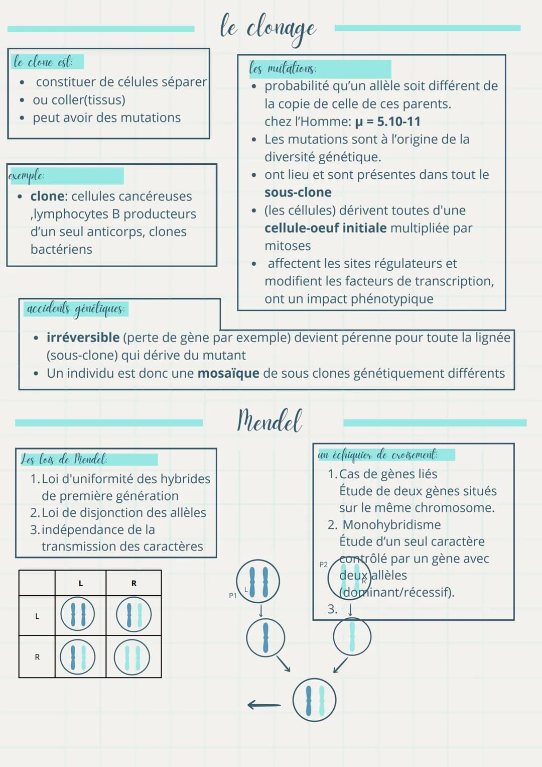 Ma fiche
la génétique
1. Génotype :
svt
de révision de Sut
définitions importantes
。 Ensemble des allèles d'un individu, représentant son in