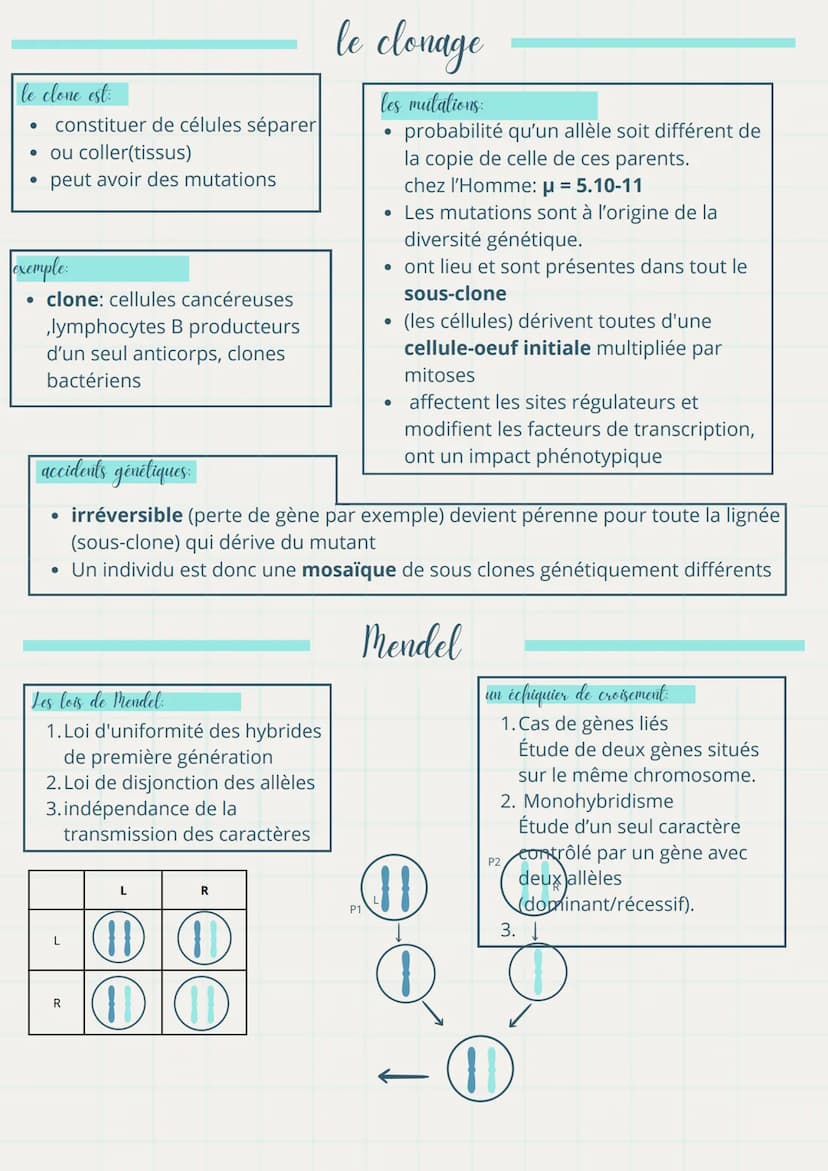 Ma fiche
la génétique
1. Génotype :
svt
de révision de Sut
définitions importantes
。 Ensemble des allèles d'un individu, représentant son in