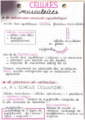 Know La contraction musculaire  thumbnail