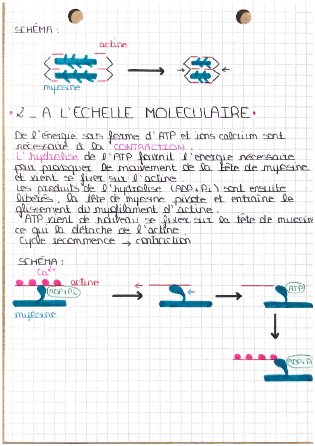 CELLULES
musculaires
* le mécanisme musculo squelettique
muscle strie squelettique constitué, faisceaux musculaires
Cellules musculaires
->
