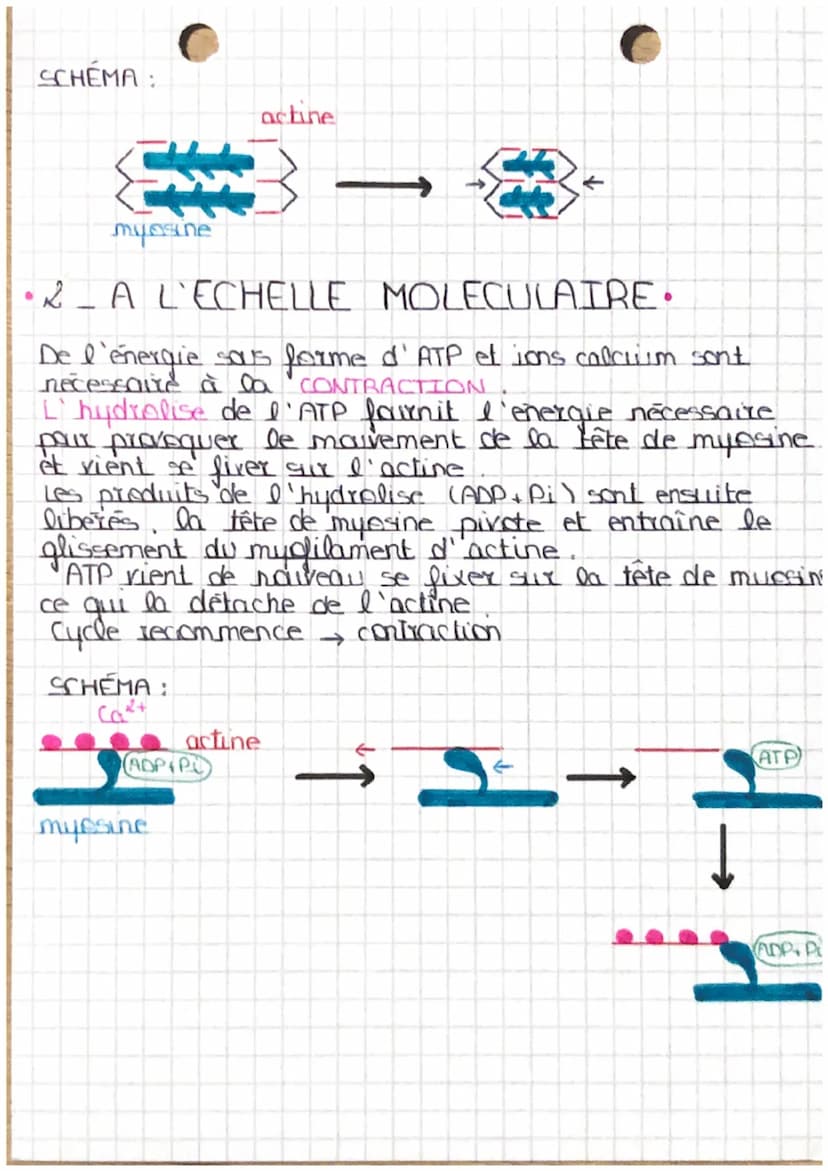 CELLULES
musculaires
* le mécanisme musculo squelettique
muscle strie squelettique constitué, faisceaux musculaires
Cellules musculaires
->
