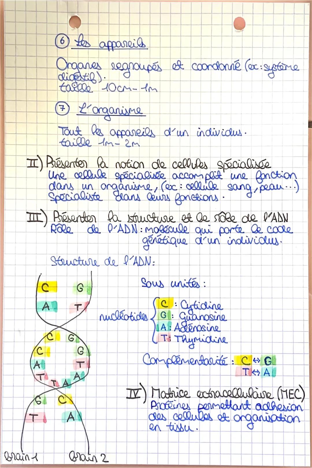 II) Présenter la notion de cellules spécialisée
Une cellule spécialisée accomplit une fonction
dans un organisme, (ex: cellule
Specialiste d