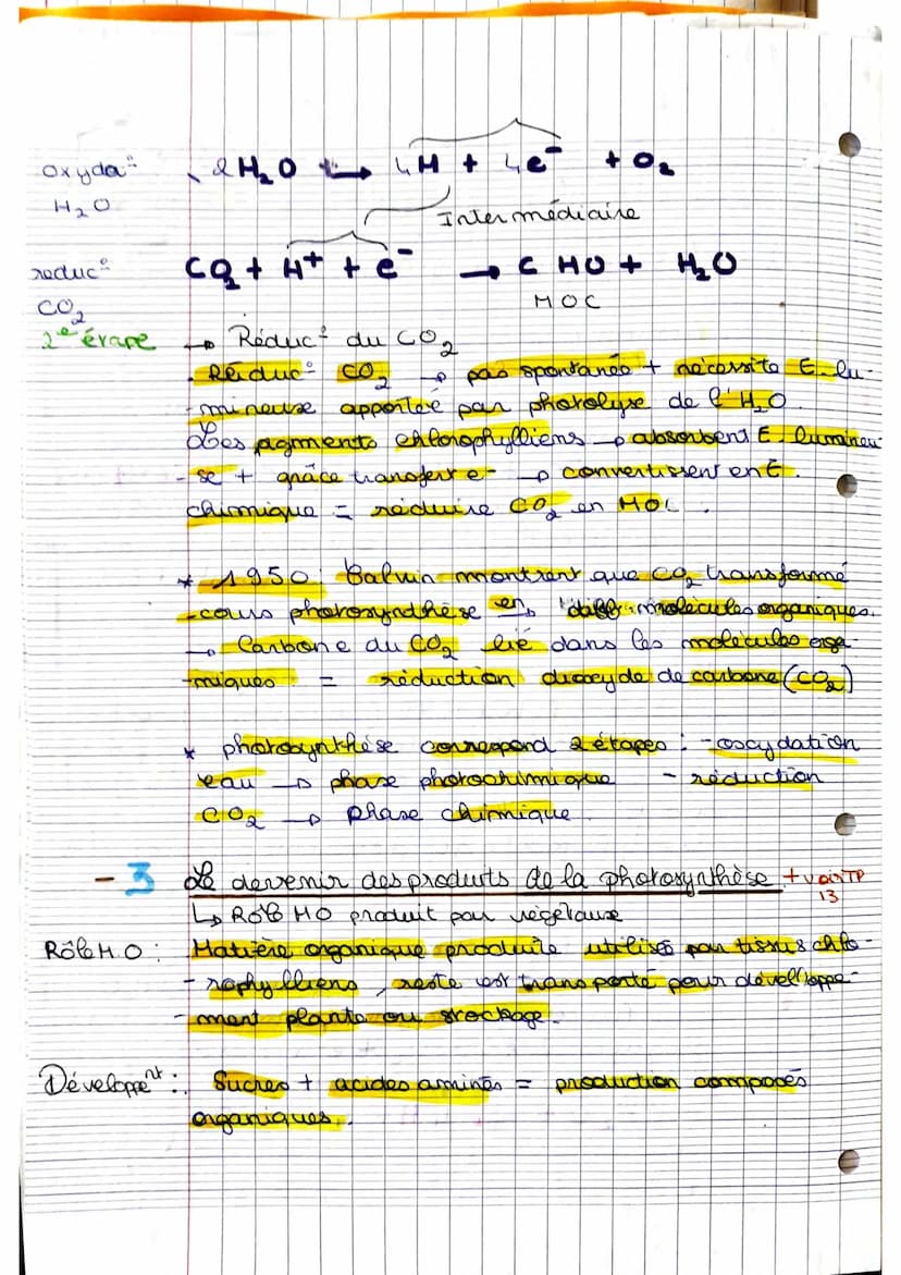 La plante, p
PIC
dutrice MDC.
-1- Les structures impliqués dans photosyntheses.
Amidon ( stockage du glucose) est mis en évidence.
dans feui