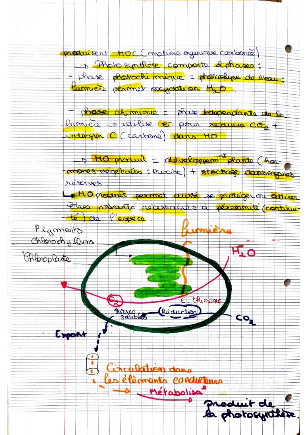 La plante, p
PIC
dutrice MDC.
-1- Les structures impliqués dans photosyntheses.
Amidon ( stockage du glucose) est mis en évidence.
dans feui