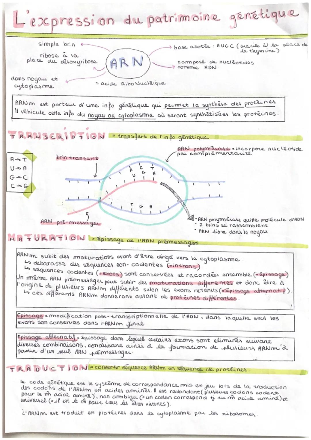 L'expression du patrimoine génétique
Simple brin
ribose à la
place du déroxyribose ARN
dans noyau et
cytoplasme
TR
= acide Ribo Nucléique
A 