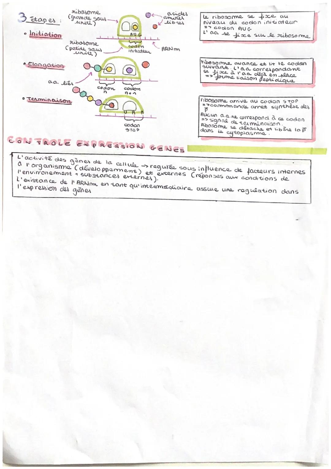 L'expression du patrimoine génétique
Simple brin
ribose à la
place du déroxyribose ARN
dans noyau et
cytoplasme
TR
= acide Ribo Nucléique
A 