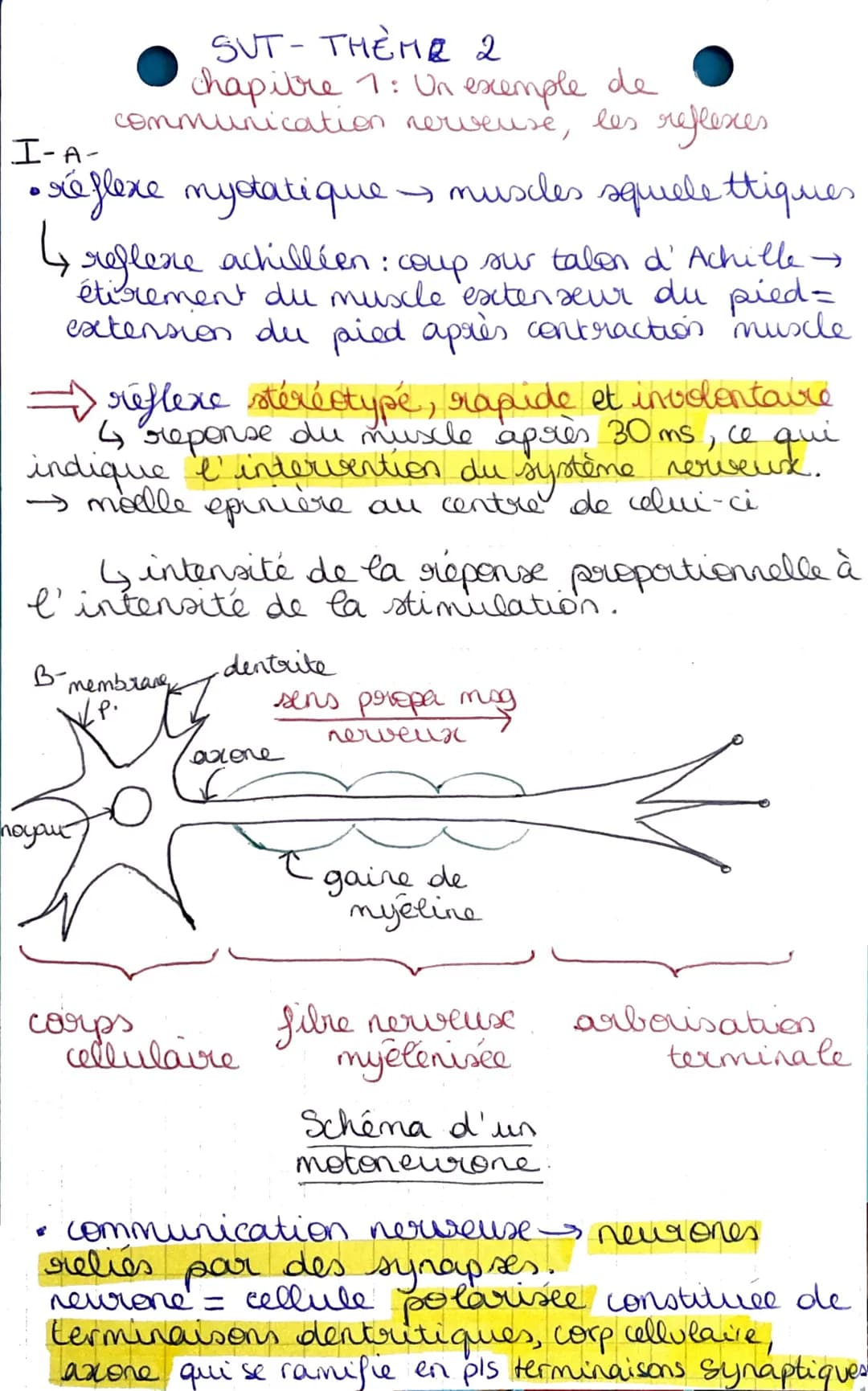 I-A-
• réflexe mystatique.
D
SUT-THEME 2
chapitre 1: Un exemple de
communication nerveuse, les reflexes
→ muscles squelettiques
reflexe achi