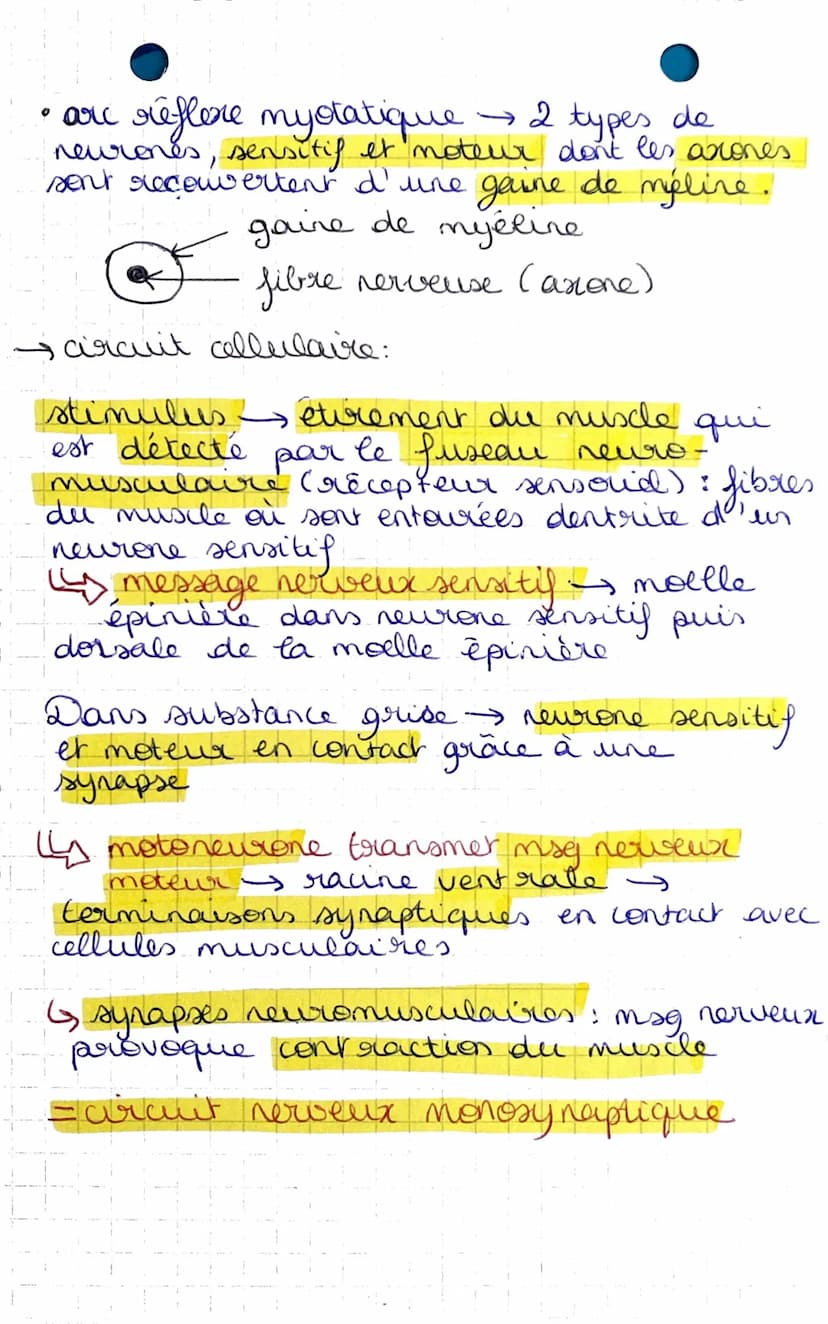 I-A-
• réflexe mystatique.
D
SUT-THEME 2
chapitre 1: Un exemple de
communication nerveuse, les reflexes
→ muscles squelettiques
reflexe achi