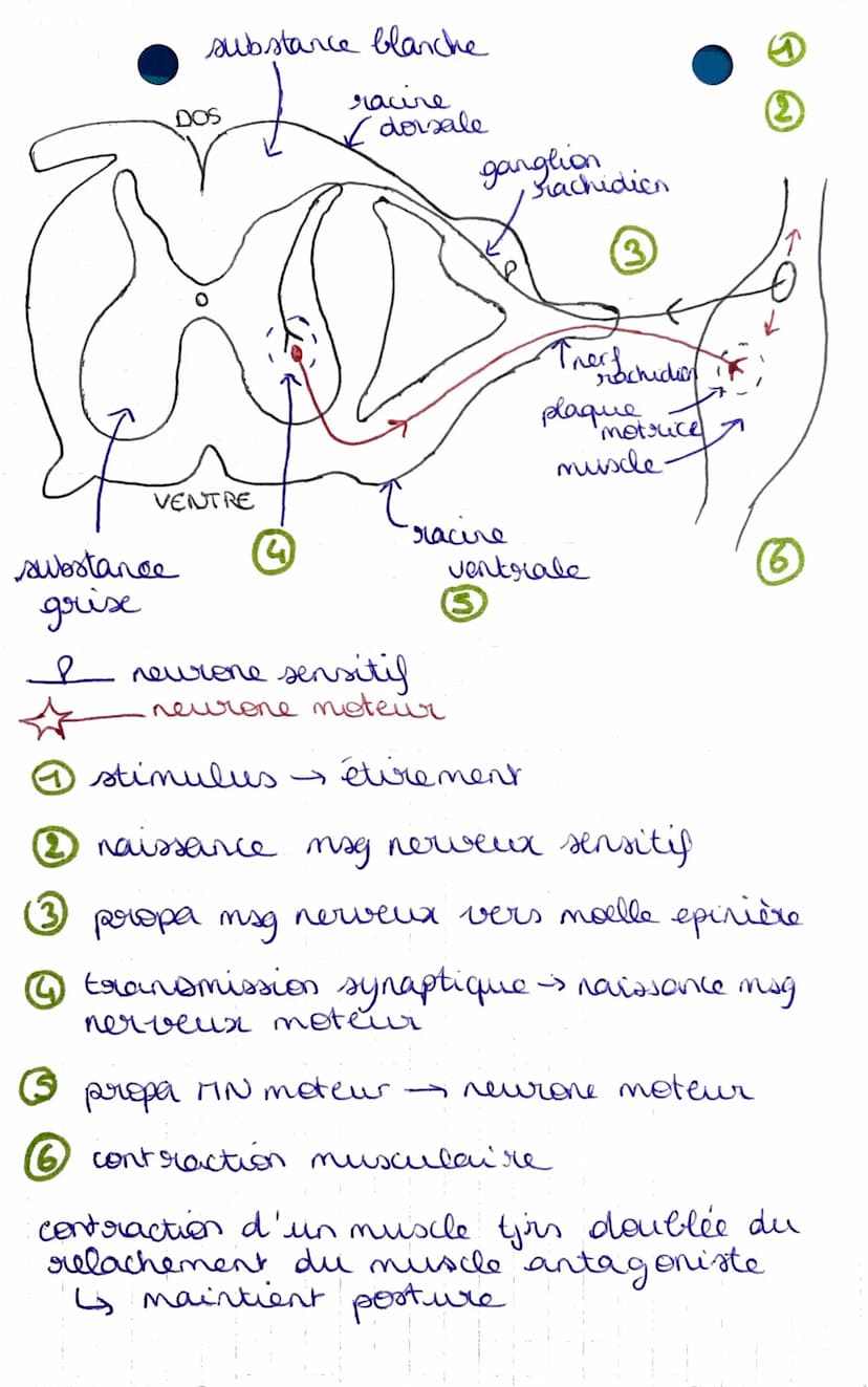 I-A-
• réflexe mystatique.
D
SUT-THEME 2
chapitre 1: Un exemple de
communication nerveuse, les reflexes
→ muscles squelettiques
reflexe achi