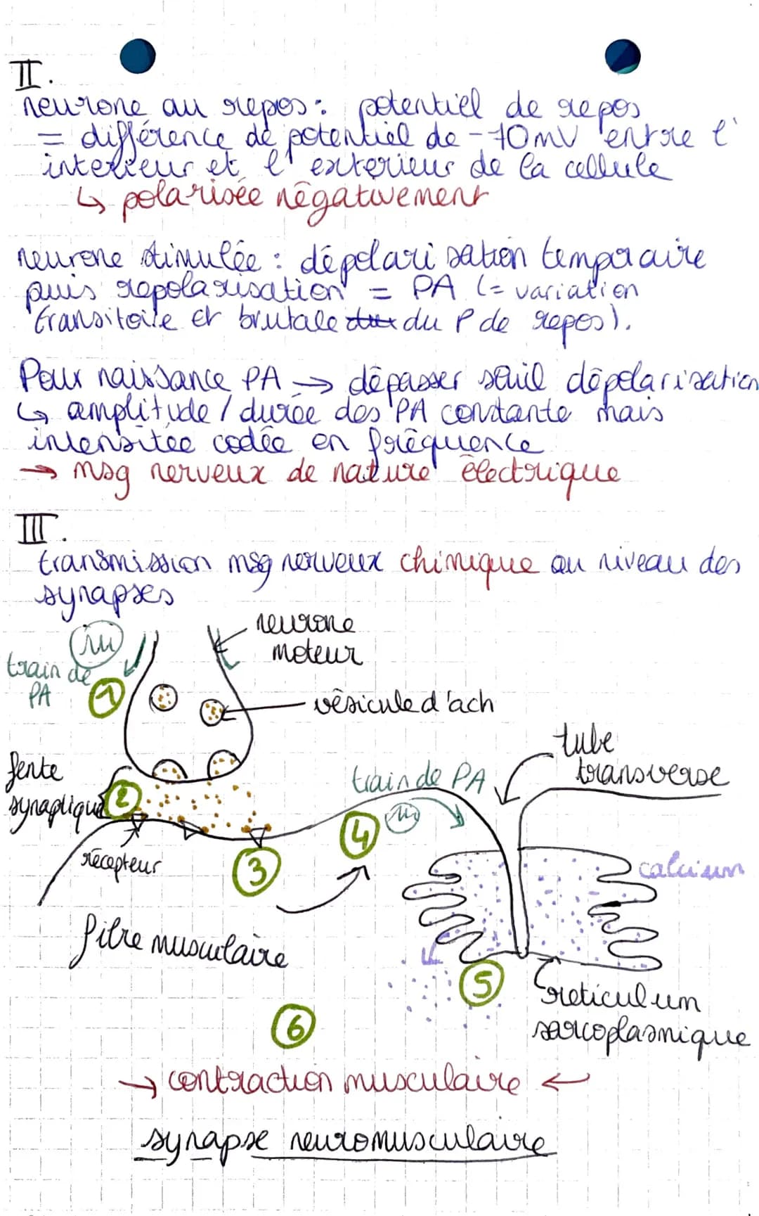 I-A-
• réflexe mystatique.
D
SUT-THEME 2
chapitre 1: Un exemple de
communication nerveuse, les reflexes
→ muscles squelettiques
reflexe achi