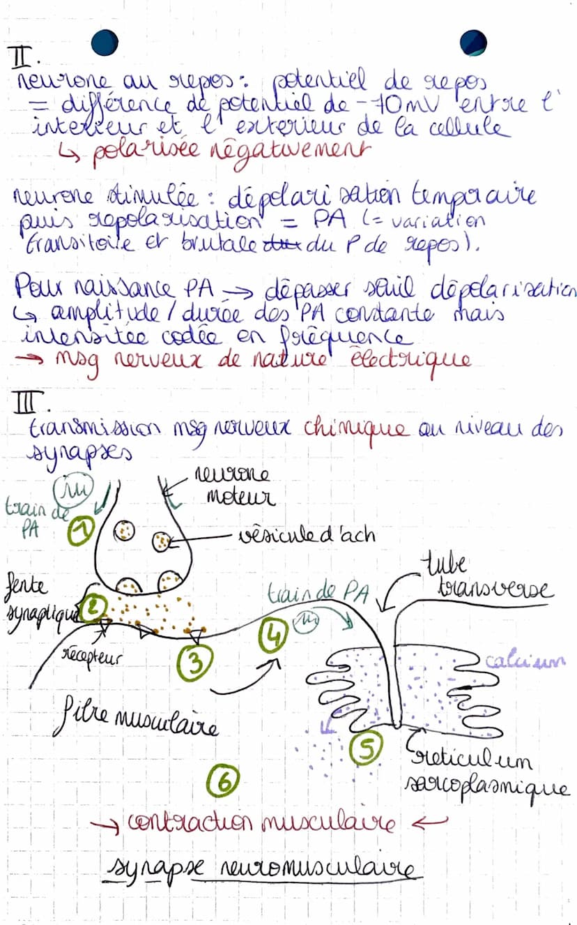 I-A-
• réflexe mystatique.
D
SUT-THEME 2
chapitre 1: Un exemple de
communication nerveuse, les reflexes
→ muscles squelettiques
reflexe achi
