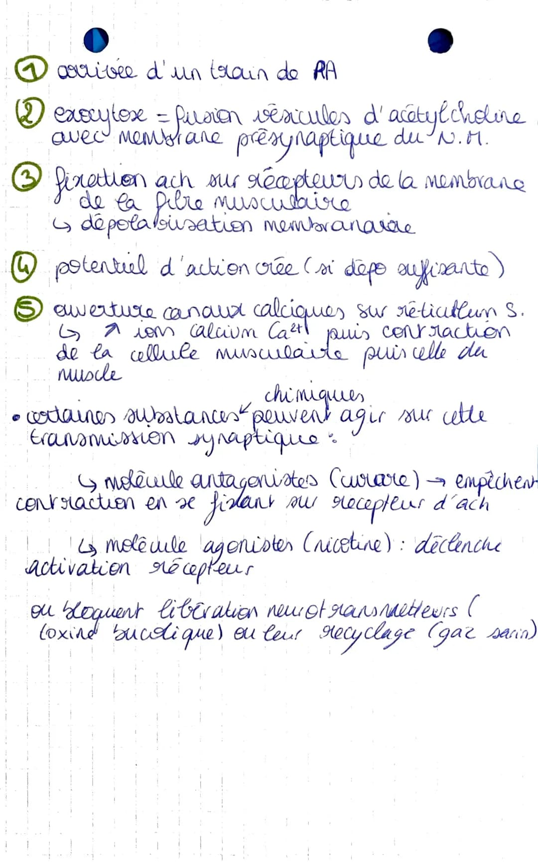 I-A-
• réflexe mystatique.
D
SUT-THEME 2
chapitre 1: Un exemple de
communication nerveuse, les reflexes
→ muscles squelettiques
reflexe achi