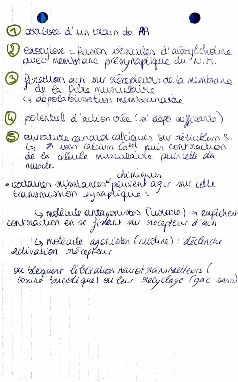 I-A-
• réflexe mystatique.
D
SUT-THEME 2
chapitre 1: Un exemple de
communication nerveuse, les reflexes
→ muscles squelettiques
reflexe achi