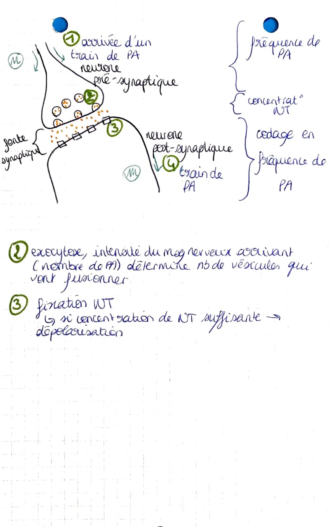 I-A-
• réflexe mystatique.
D
SUT-THEME 2
chapitre 1: Un exemple de
communication nerveuse, les reflexes
→ muscles squelettiques
reflexe achi