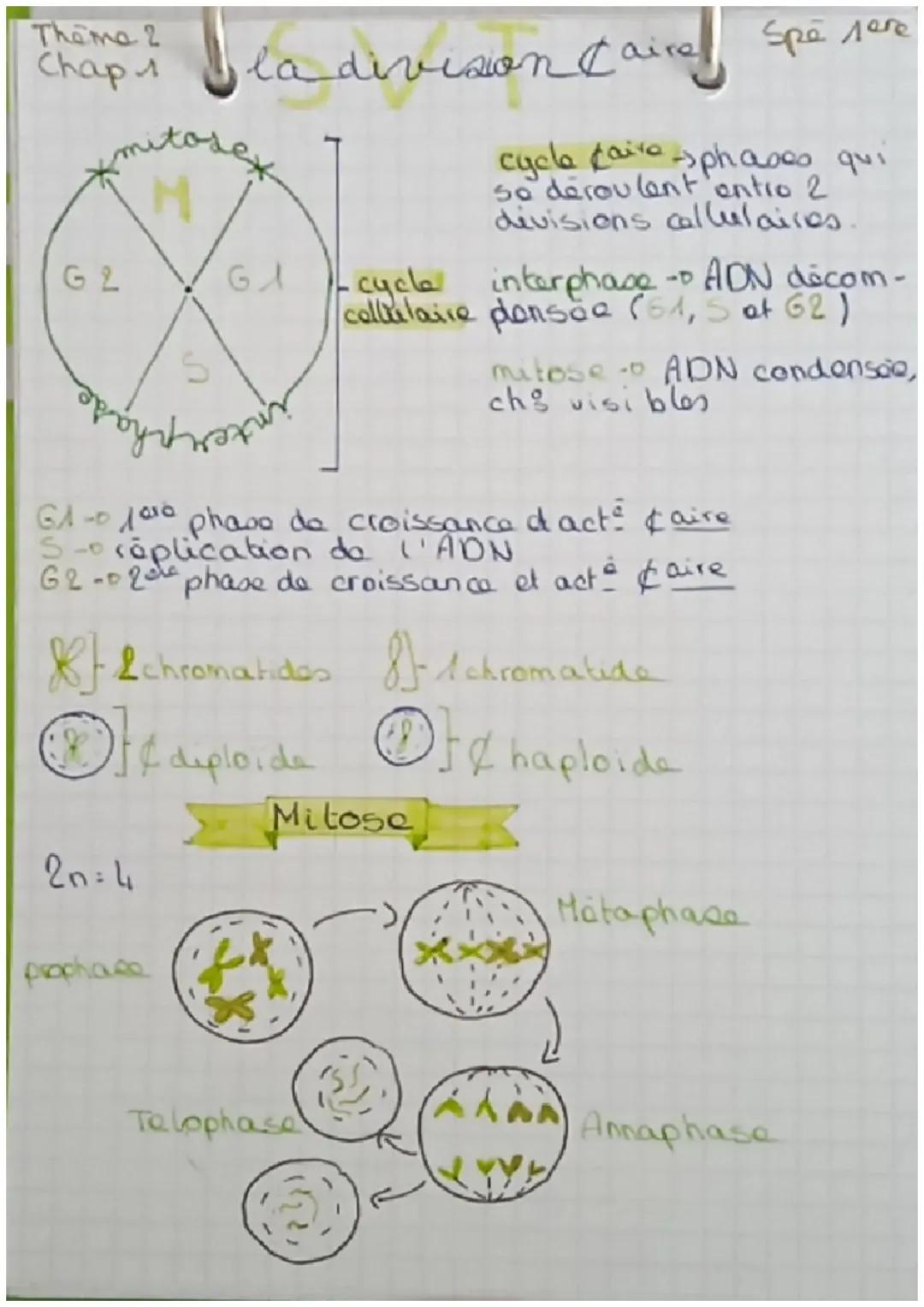 La division cellulaire (mitose, méiose, réplication et cycle cellulaire)