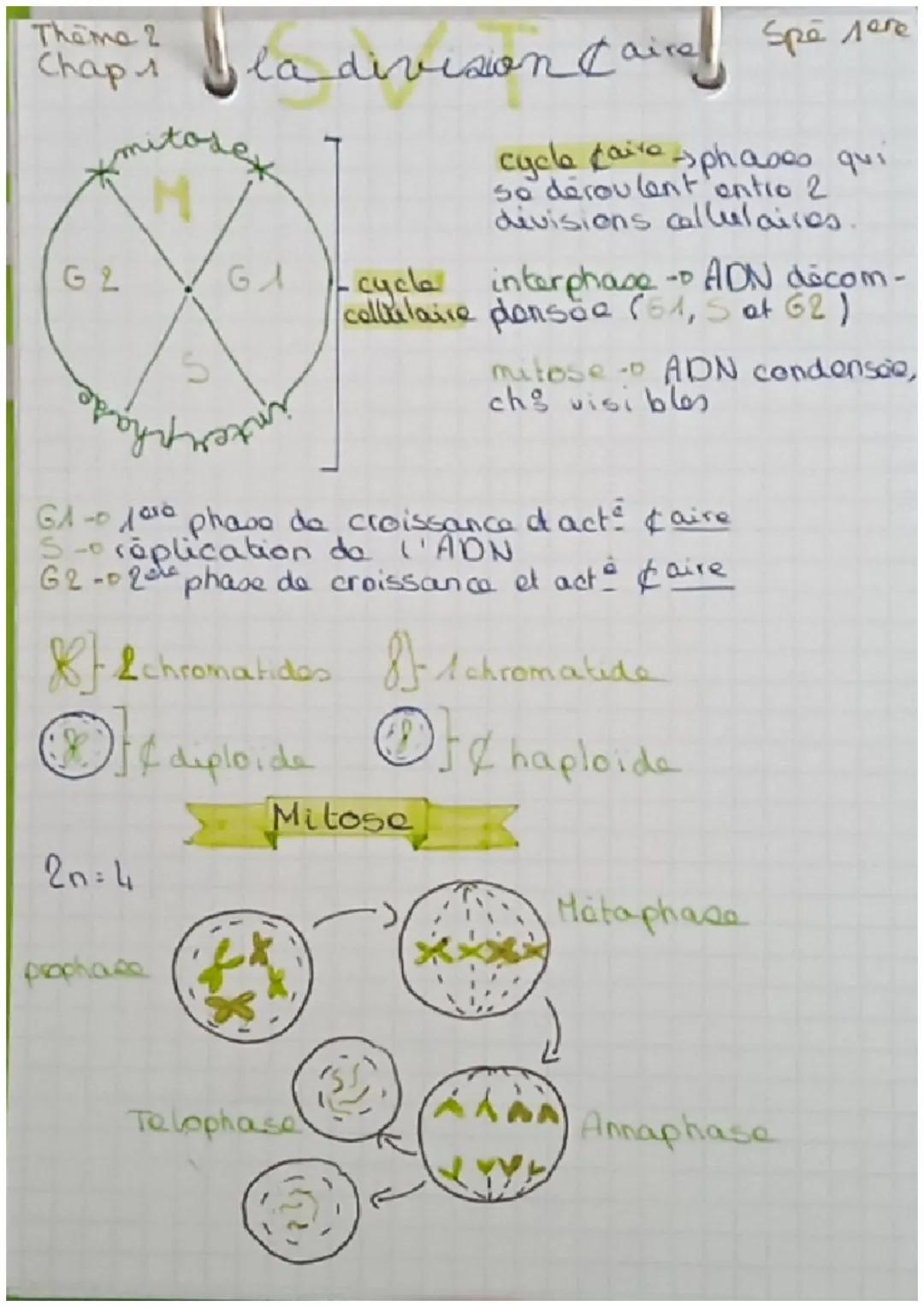 Theme 2
Chap
G2
S
byhi
20=4
la division Caire
GA
prophase
Spe леге
cycle faire phases qui
se déroulent entro 2
divisions callulaires.
GA - 1