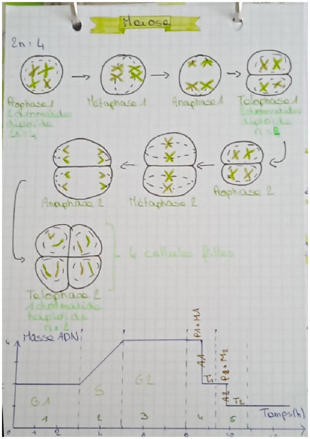 Theme 2
Chap
G2
S
byhi
20=4
la division Caire
GA
prophase
Spe леге
cycle faire phases qui
se déroulent entro 2
divisions callulaires.
GA - 1