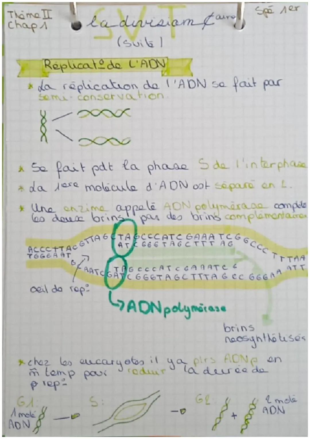 Theme 2
Chap
G2
S
byhi
20=4
la division Caire
GA
prophase
Spe леге
cycle faire phases qui
se déroulent entro 2
divisions callulaires.
GA - 1