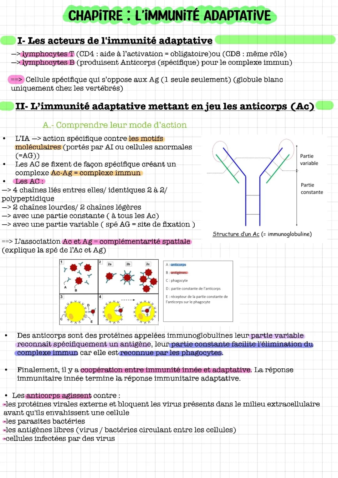 Le Système Immunitaire - Cours Résumé: Immunité Adaptative, Innée et Comparaison