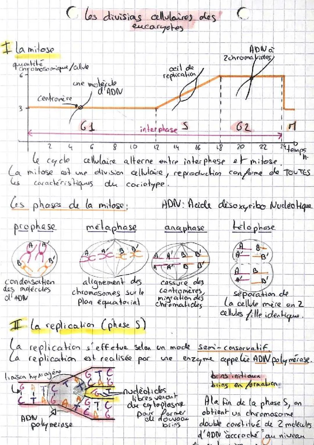 les divisions cellulaires des eucaryotes, la mitose et la méioses 