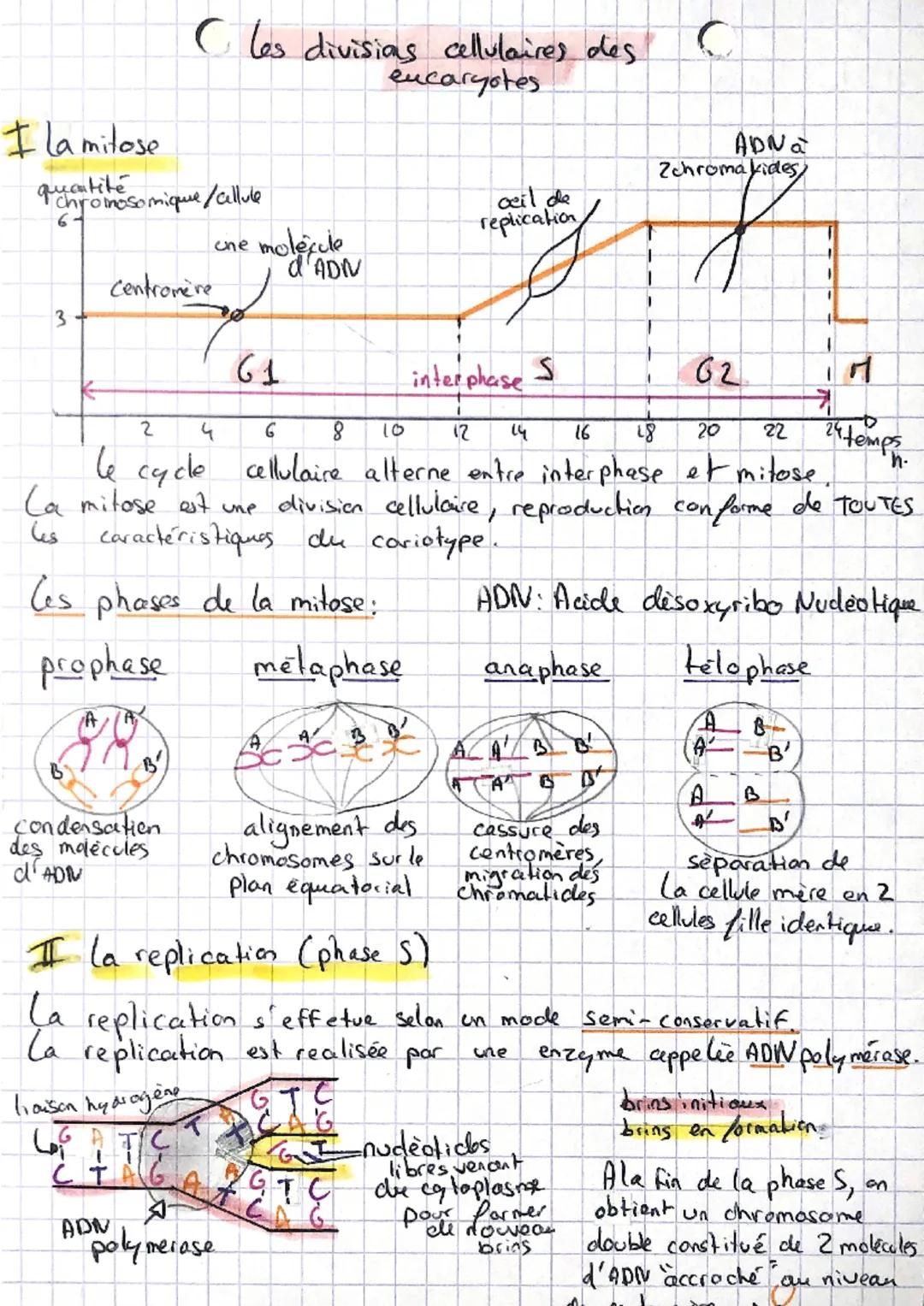I la mitose
quantité
chromosomique / allule
3
Cles divisias cellulaires des
encaryotes
condensation
des molecules
d'ADR
one molecule
d'ADN
c