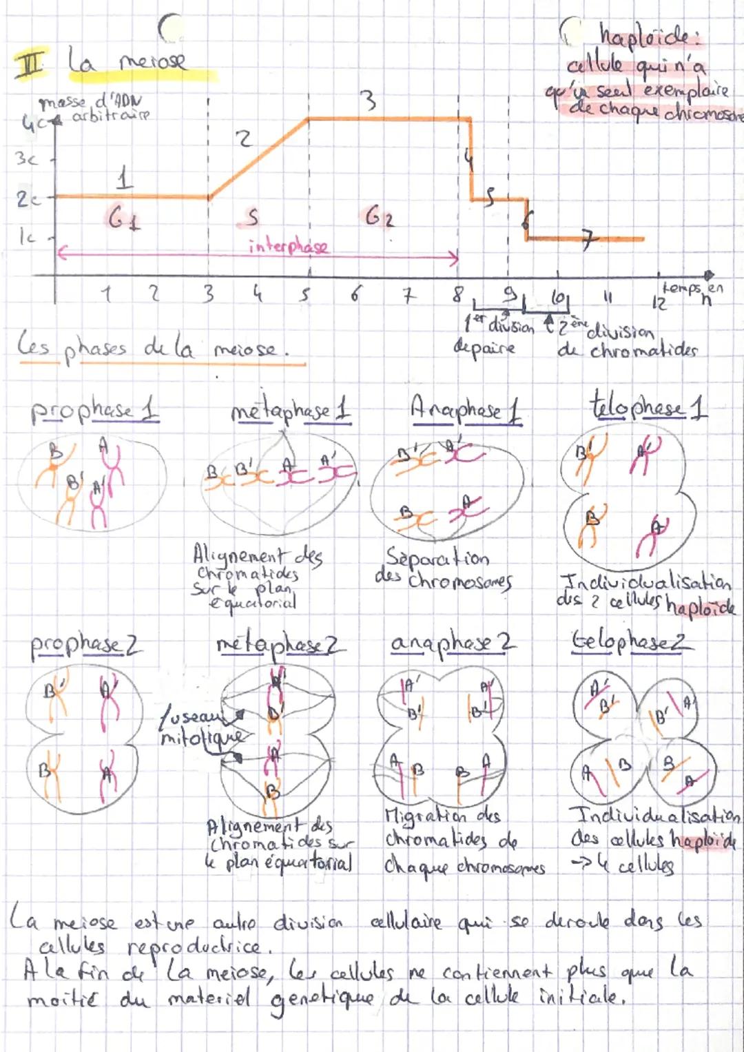 I la mitose
quantité
chromosomique / allule
3
Cles divisias cellulaires des
encaryotes
condensation
des molecules
d'ADR
one molecule
d'ADN
c