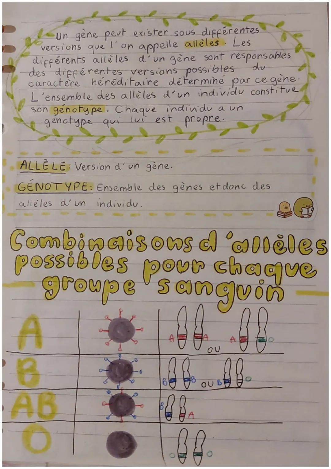 SUT
Chromozomes et
information génétique
Le constituant principal
des chromosomes est la
molécule d'ADN.
Cette molécule s'enroule
sur elle m