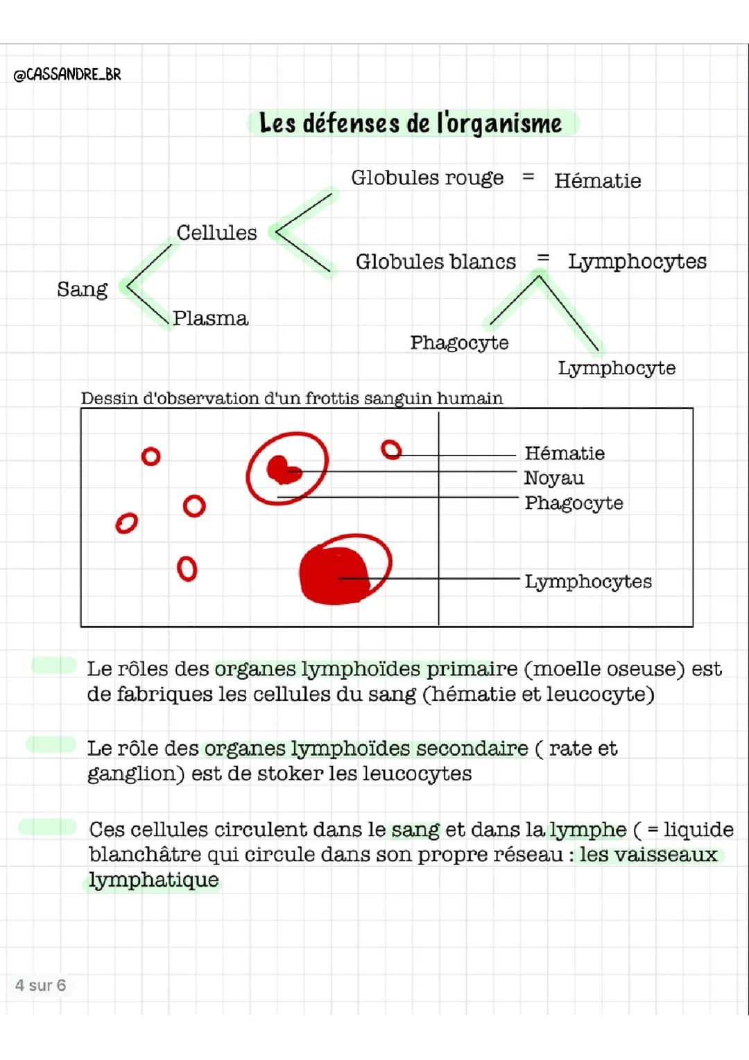 Tout sur le frottis sanguin, la phagocytose et la prévention des infections