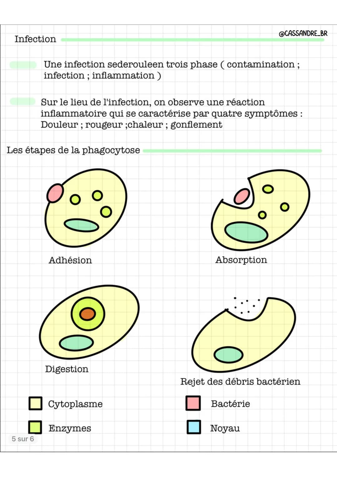 @CASSANDRE_BR
Sang
4 sur 6
O
Cellules
O
Plasma
Les défenses de l'organisme
O
Globules rouge = Hématie
Dessin d'observation d'un frottis sang