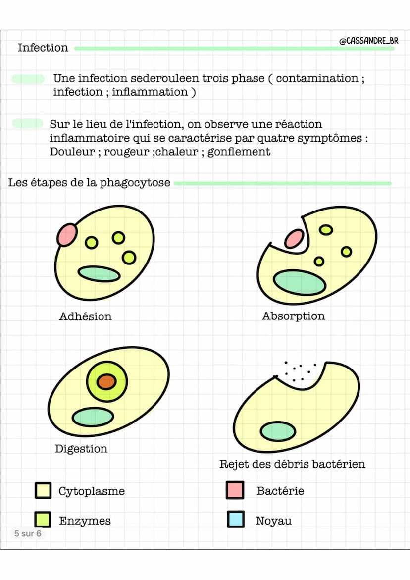 @CASSANDRE_BR
Sang
4 sur 6
O
Cellules
O
Plasma
Les défenses de l'organisme
O
Globules rouge = Hématie
Dessin d'observation d'un frottis sang