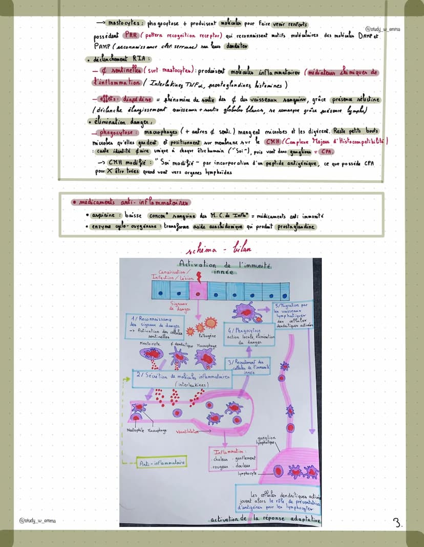 appareil."
organes bler
liés
ensem
x ne xxx o
ope
@study_w_emma
LE FONCTIONNEMENT DU SYSTÈME IMMUNITAIRE
HUMAIN
def système et appareil-
ens