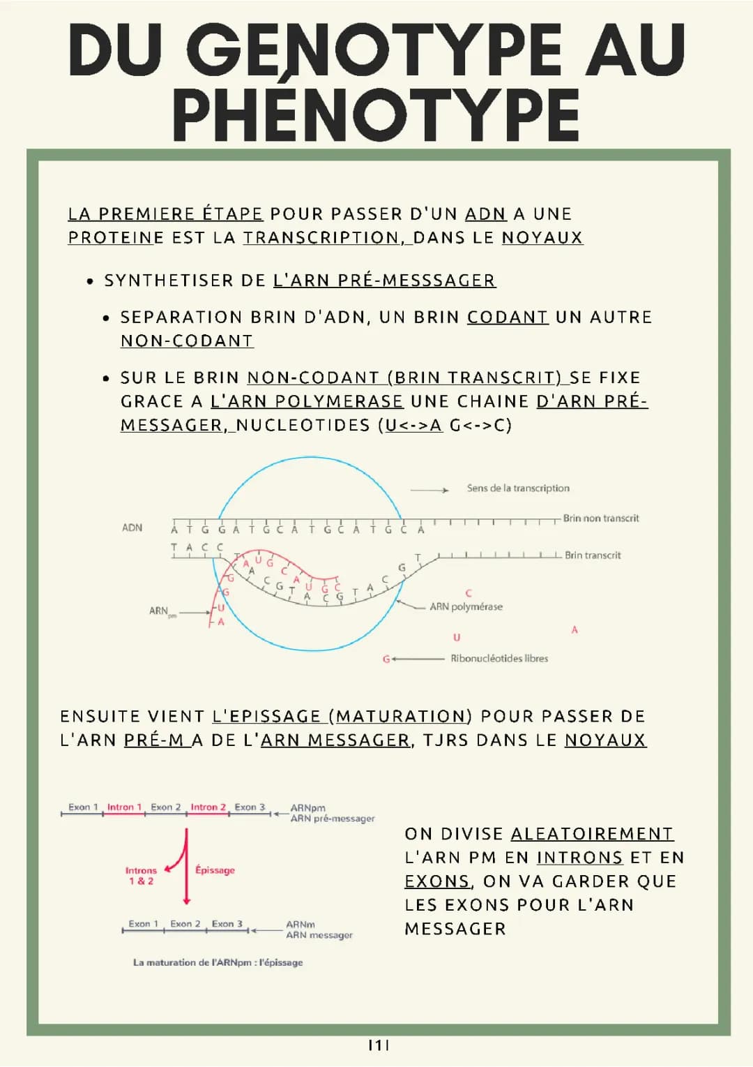 L'expression du patrimoine genetique