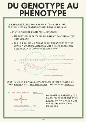 Know L'expression du patrimoine genetique thumbnail