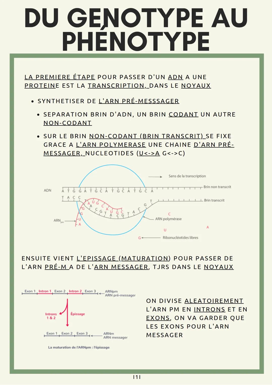DU GENOTYPE AU
PHENOTYPE
LA PREMIERE ÉTAPE POUR PASSER D'UN ADN A UNE
PROTEINE EST LA TRANSCRIPTION, DANS LE NOYAUX
• SYNTHETISER DE L'ARN P