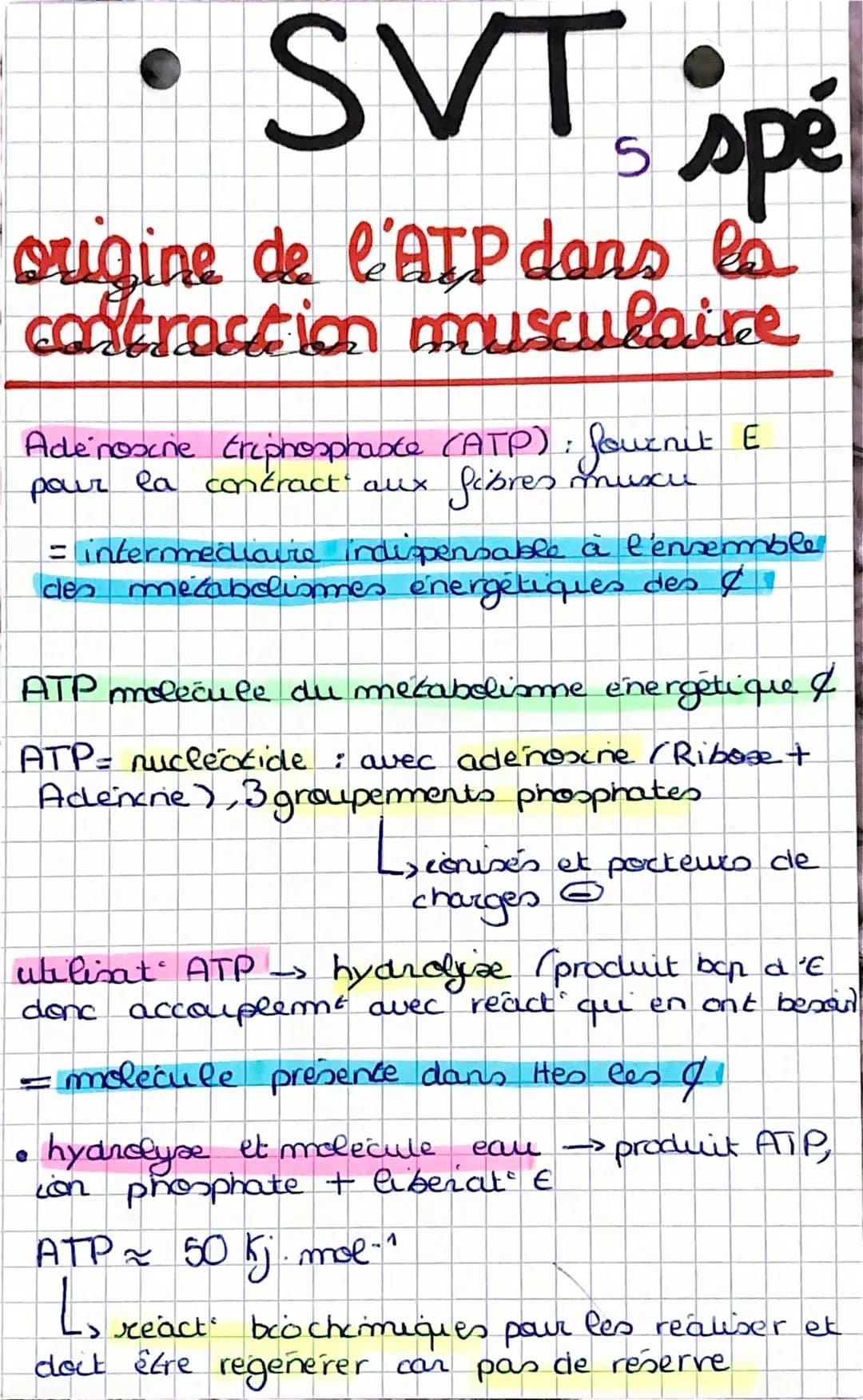 SVT, spé
origine de l'ATP dans la
contraction musculaire
Adenosine triphosphaste (ATP): fournit E
pour la contract aux
Sobres muxu
= interme