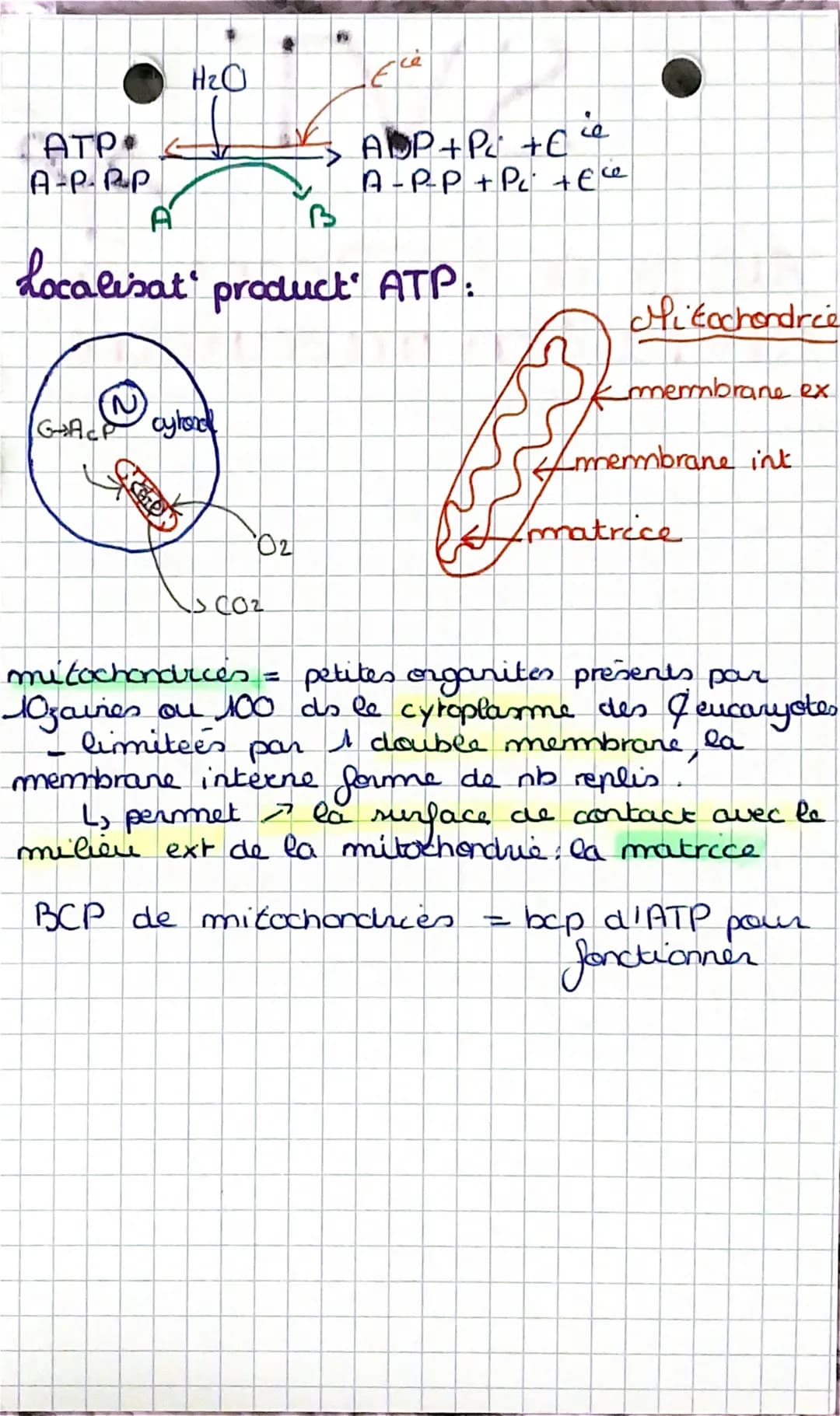 SVT, spé
origine de l'ATP dans la
contraction musculaire
Adenosine triphosphaste (ATP): fournit E
pour la contract aux
Sobres muxu
= interme