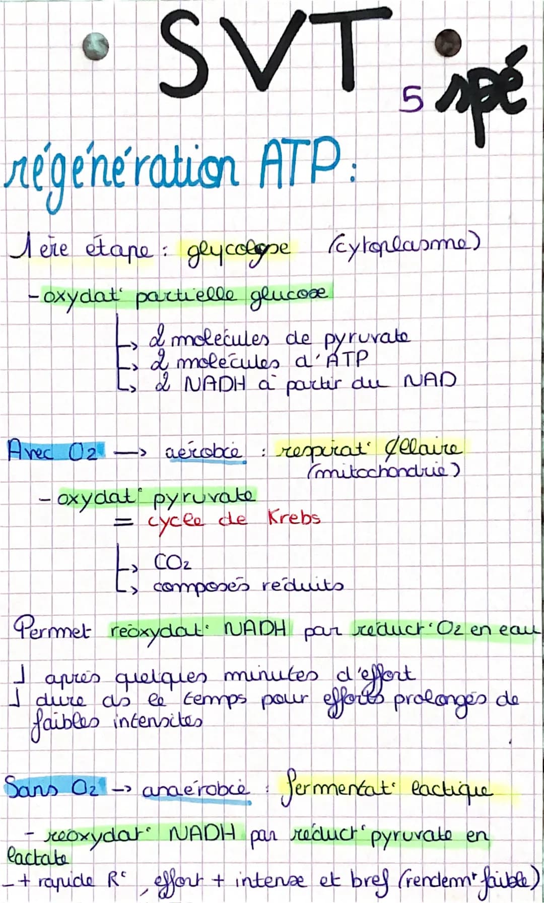 SVT, spé
origine de l'ATP dans la
contraction musculaire
Adenosine triphosphaste (ATP): fournit E
pour la contract aux
Sobres muxu
= interme